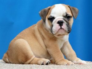 Adorable English Bulldog for sale