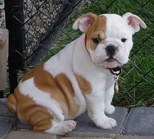 cute bulldog pups