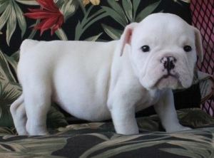Cute English Bulldog puppies