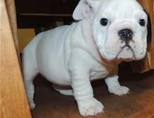 Top Quality Akc English Bulldog Puppy For Sale
