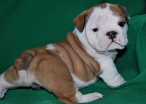 Purebred English Bulldog Puppies