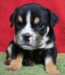 Akc Female And Male English Bulldog Puppies