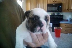 Bandit Akc English Bulldog puppies for sale