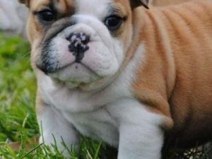 Bulldog Puppies