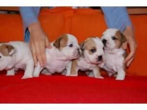 Four Charming English Bulldog Puppies For Free