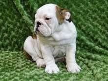 English Bulldog Puppies For Adoption To Good Homes