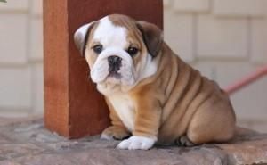 English Bulldog Puppies Ready For Adoption