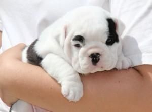 Adorable English Bulldog Puppies