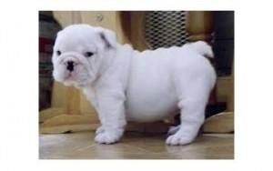 AKC English bulldog Puppies Available