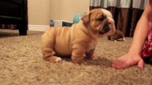 English bulldog puppies Akc reg in Cleveland