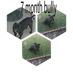 7 month old bully