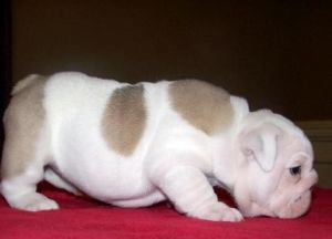 Well socialized English Bulldog puppies