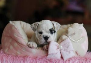 Cutest English Bulldogs In The World