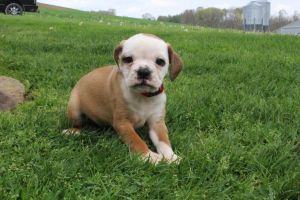 Jack Mini Bulldog ***