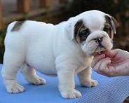 Adorable English Bulldog Puppies