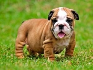 English Bulldog Puppies