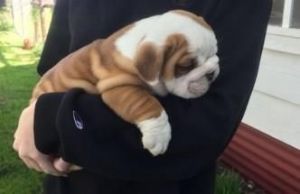 12 Weeks Old English Bulldog Puppies