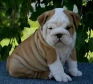 Awesome English Bulldog puppies for free