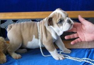 50% off price English Bulldog puppies