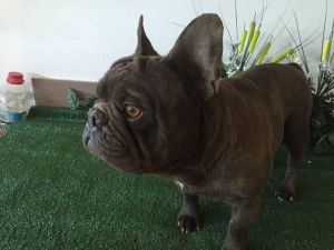 english bulldog ready