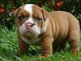 I have this female english bulldog