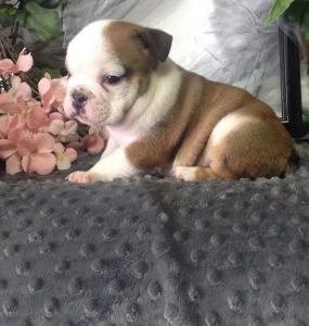Akc English Bulldogs.11 Weeks Old. Not Spayed.