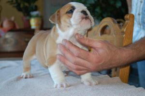 Stunning Show Quality Akc English Bulldog Pups