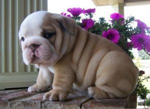 english puppies for sale
