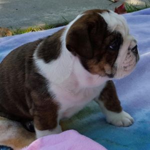 Akc English Bulldog