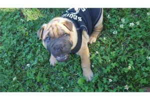 New Litter- Ultimate English Bulldogs Puppies