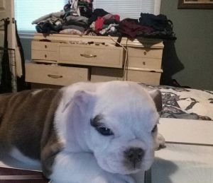 Bulldog chocolate brindle