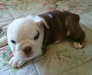 English bulldog chocolate brindle