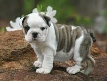 Registered English Bulldog