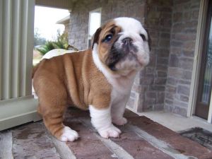 English Bulldog without Blemish