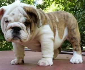 English bulldog puppies for sale