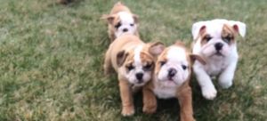 Bulldog Puppies