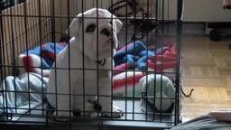 lovely bulldog puppy
