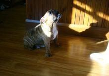 Trained Gorgeous English Bulldog