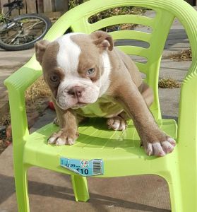 !healthy English Bulldog Puppies (***) ***-***0