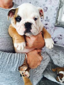 Registered English Bulldog Puppies.(***) ***-***0