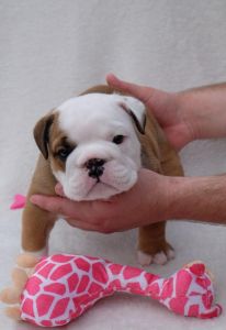 Stunning Litter Of 7 Bulldog Puppies