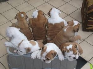 AKC English Bulldog Puppies