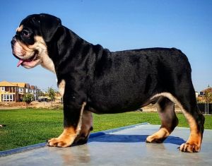 Akc Black Tri English Bulldog