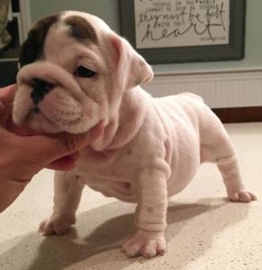 healthy english bull pups