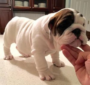 english bull dog pups available