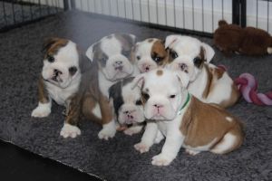Beautiful Bulldog Puppies