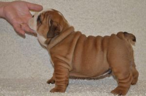 Stunning Male Kc Bulldogs Ready Now