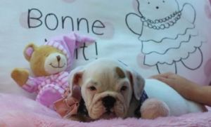 Mini English Bulldog- Available For Financin