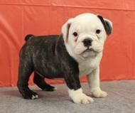 Fully AKC registered English Bulldog