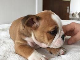 champion English bull pup for sale